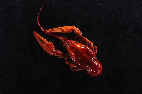 Top view of red lobster on black surface — Stock Photo