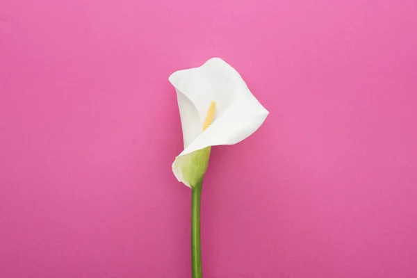 Beautiful white calla lily with green stem on pink background — Stock Photo