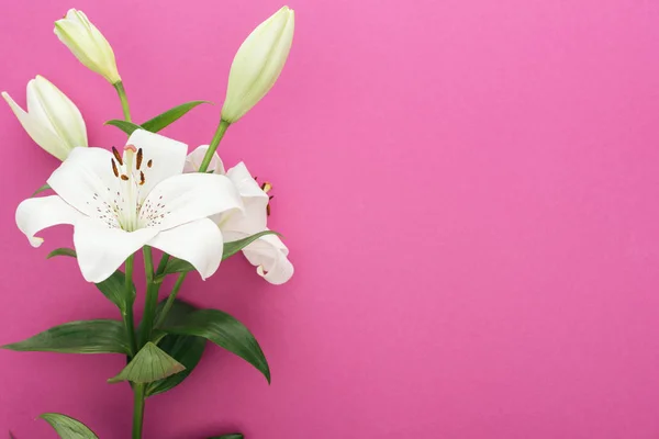 Красивые белые лилии с зелеными листьями и бутонами на розовом фоне — стоковое фото