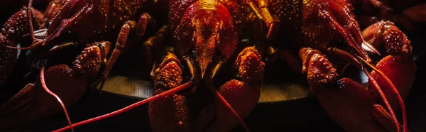 Panoramic shot of red lobsters at wooden surface — Stock Photo