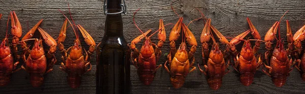 Plano panorámico de langostas rojas y botella de vidrio con cerveza en la superficie de madera - foto de stock