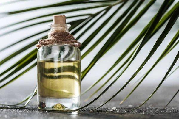 Селективный фокус бутылки с кокосовым маслом возле зеленого пальмового листа — стоковое фото