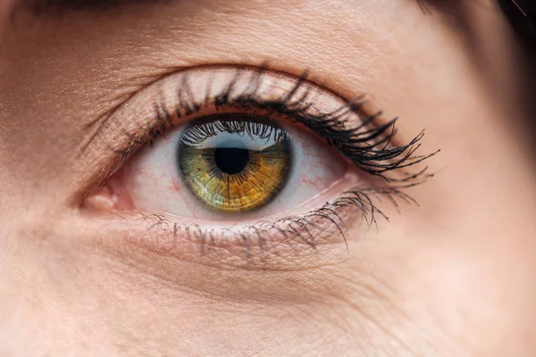 Close up view of young woman eye with eyelashes and eyebrow looking at camera — Stock Photo