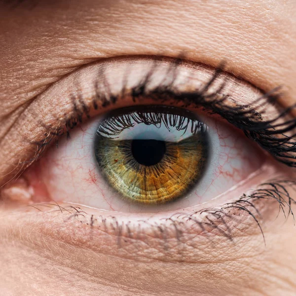 Close up view of human brown and green colorful eye with eyelashes — Stock Photo