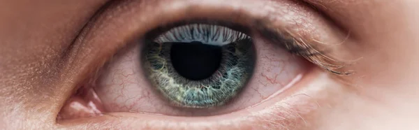 Крупный план человеческого зеленого глаза, смотрящего на камеру, панорамный снимок — стоковое фото