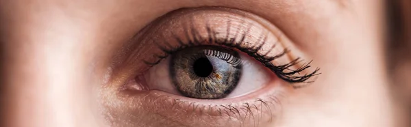 Close up view of human grey eye looking at camera, panoramic shot — Stock Photo