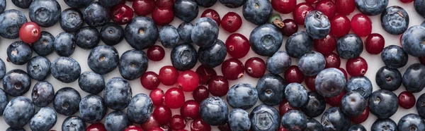 Tiro panorâmico de cranberries vermelhas, frescas e maduras e mirtilos inteiros — Fotografia de Stock