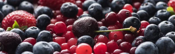 Plan panoramique de cerises fraîches et mûres avec gouttes, bleuets, fraises et canneberges — Photo de stock