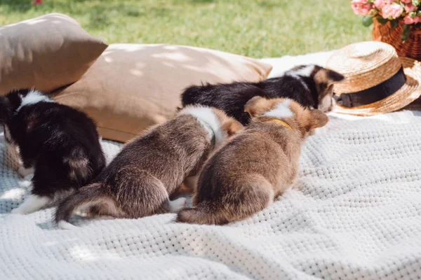 Cachorros corgi galés en manta blanca cerca de almohadas en jardín verde - foto de stock
