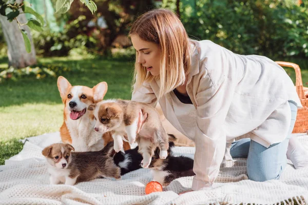 Attractive blonde girl sitting on white blanket in garden with cute welsh corgi puppies and dog — Stock Photo
