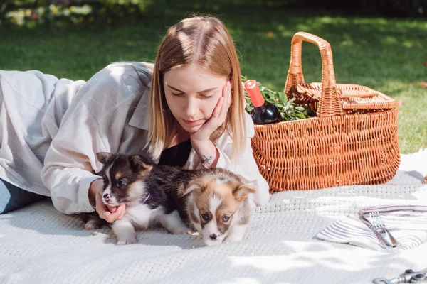 Мечтательная блондинка сидит на белом одеяле в саду с милыми валлийскими щенками — стоковое фото