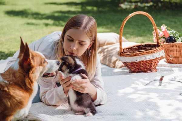 Attraktive blonde Mädchen sitzt auf weißer Decke im Garten mit niedlichen walisischen Corgi Welpen und Hund in der Nähe Weidenkörbe — Stockfoto