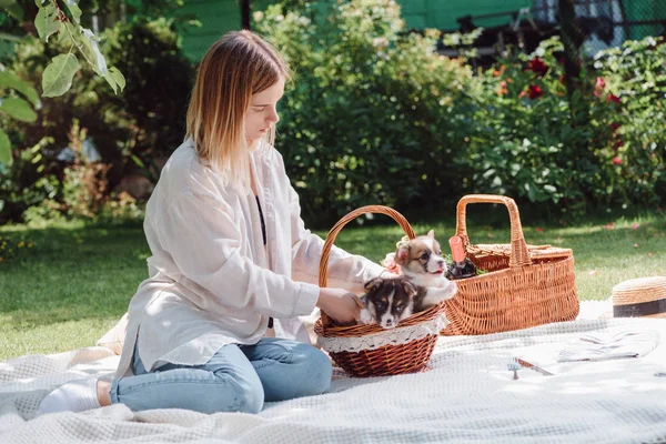 Menina loira atraente sentado no cobertor branco no jardim com filhotes de corgi galês bonito na cesta de vime — Fotografia de Stock