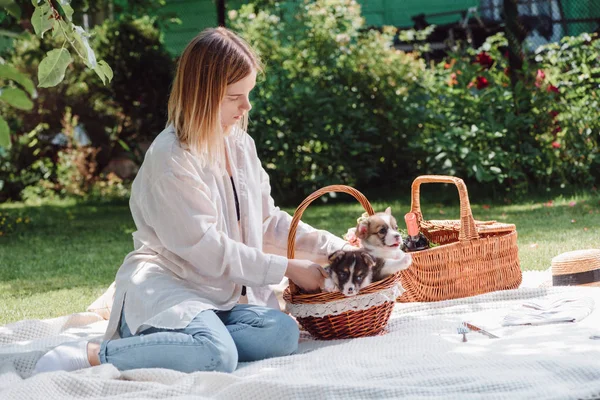 Attraktive blonde Mädchen sitzt auf weißer Decke im Garten mit niedlichen walisischen Corgi-Welpen im Weidenkorb — Stockfoto