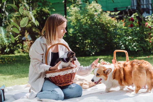 Attractive blonde girl sitting on white blanket in garden with cute welsh corgi puppy in wicker basket and big dog — Stock Photo