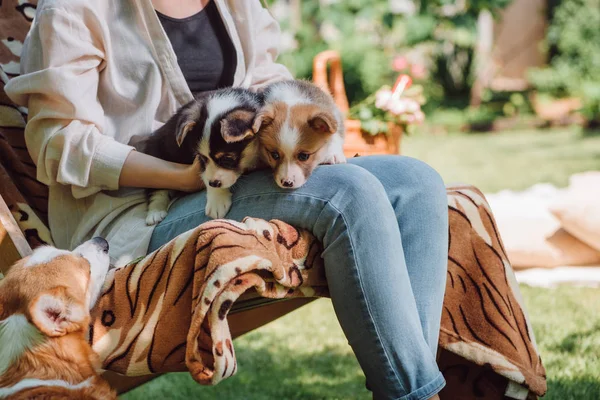 Cropped view of girl holding welsh corgi puppies near dog while sitting in deck chair in garden — Stock Photo