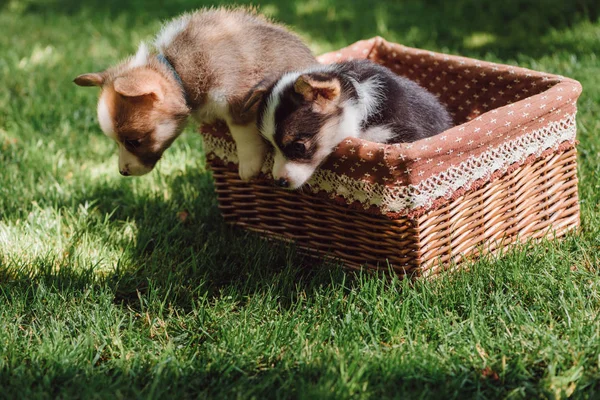 Cute fluffy welsh corgi puppies getting out from wicker box on green grassy lawn — Stock Photo