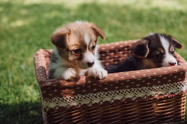 Adorable fluffy welsh corgi puppies in wicker box on green grassy lawn — Stock Photo