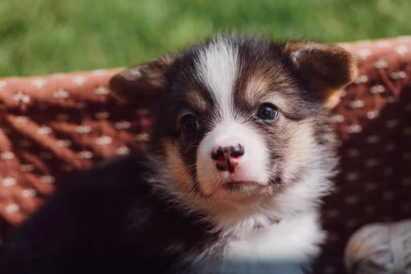 Close up view of cute fluffy Welsh corgi puppy in wicker box on green grassy lawn — стоковое фото