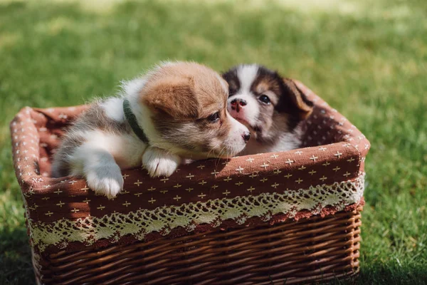 Fluffy welsh corgi puppies in wicker box on green grassy lawn — Stock Photo