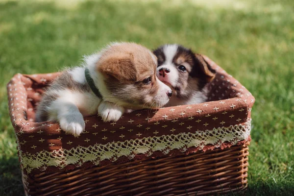 Filhotes de corgi galês fofo em caixa de vime no gramado gramado verde — Fotografia de Stock