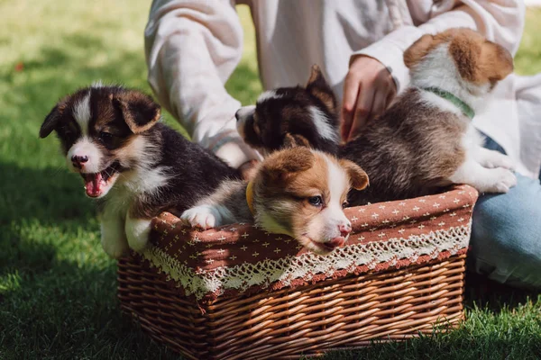 Partial view of girl sitting in green garden with welsh corgi adorable puppies in wicker box — Stock Photo