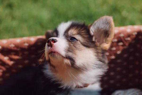 Close up view of cute welsh corgi puppy in wicker box on green grassy lawn — Stock Photo