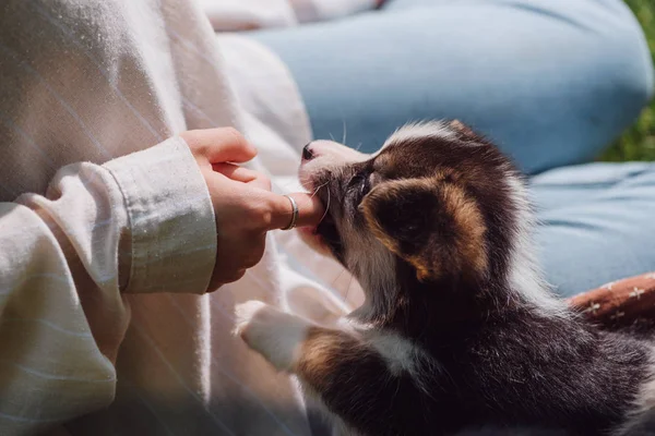 Vista ritagliata di ragazza mettendo dito in gallese corgi adorabile bocca cucciolo — Foto stock