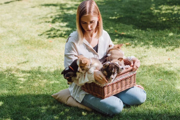 Hermosa chica rubia sentada en jardín verde con galés corgi adorables cachorros en caja de mimbre - foto de stock