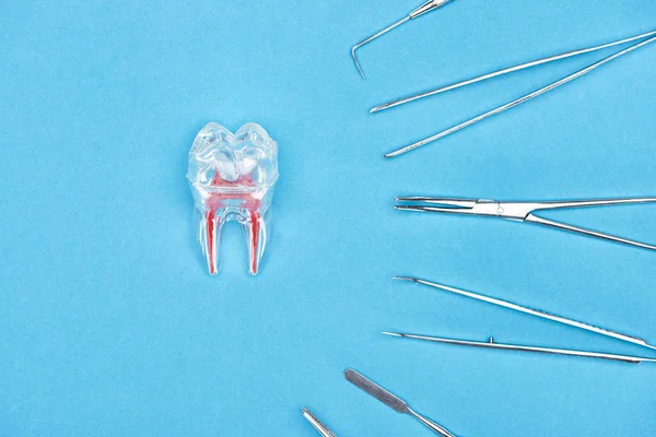 Vista superior del modelo de dientes de silicona con raíz dental roja cerca del conjunto de instrumentos dentales aislados en azul - foto de stock