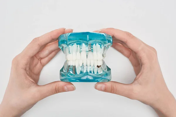 Corte vista de mulher segurando dentes modelo isolado no branco — Fotografia de Stock