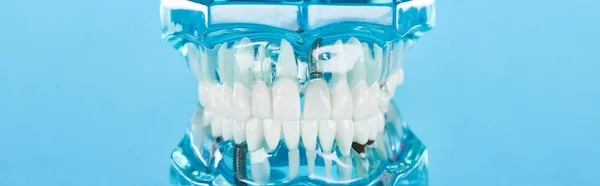 Tiro panorâmico de modelo de dentes com dentes brancos isolados em azul — Fotografia de Stock