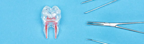 Panoramic shot of silicone tooth model with red dental root near set of dental instruments isolated on blue — Stock Photo