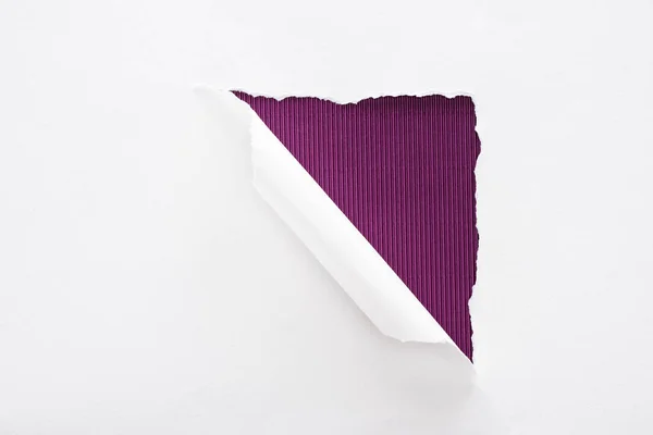 Papel blanco desgarrado y enrollado sobre fondo púrpura oscuro - foto de stock