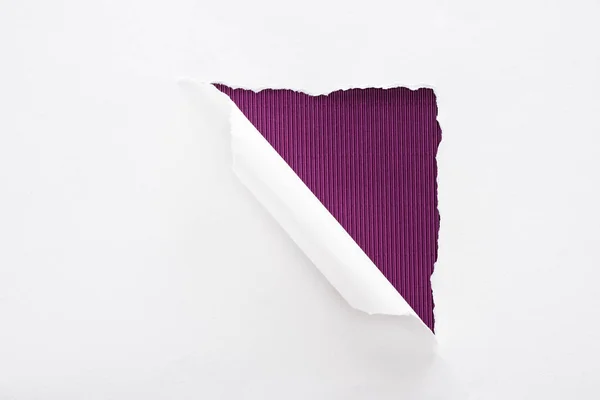 Papel rasgado e rolado branco sobre fundo roxo escuro — Fotografia de Stock