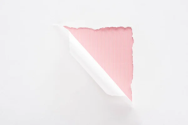 Papel blanco desgarrado y enrollado sobre fondo colorido rayado rosa - foto de stock