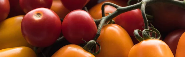 Tiro panorâmico de tomates amarelos, vermelhos e cereja — Fotografia de Stock