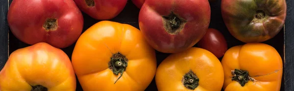 Plano panorámico de tomates amarillos y rojos en caja negra de madera - foto de stock