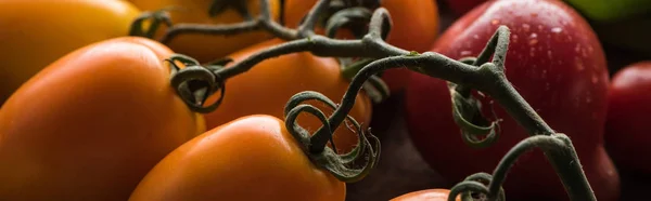 Tiro panorâmico de tomates amarelos perto de tomate vermelho na mesa de madeira — Fotografia de Stock