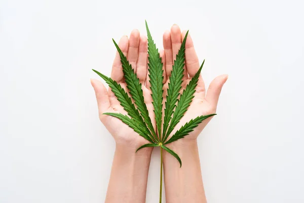 Top view of hemp leaf in hands on white background — Stock Photo