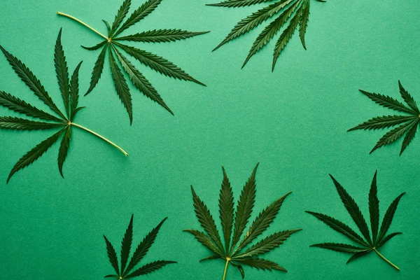 Top view of green cannabis leaves on green background — Stock Photo