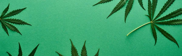 Top view of green hemp leaves on green background, panoramic shot — Stock Photo