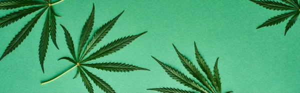 Vue de dessus des feuilles de cannabis vert sur fond vert, panoramique — Photo de stock