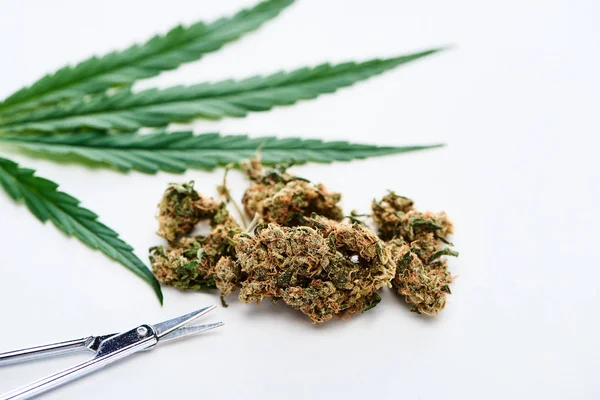 Enfoque selectivo de tijeras, hoja de cannabis verde y brotes de marihuana sobre fondo blanco - foto de stock