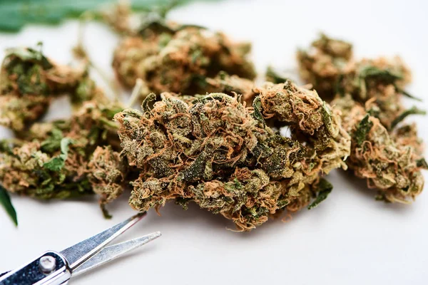 Nahaufnahme von Marihuana-Knospen und -Scheren auf weißem Hintergrund — Stockfoto