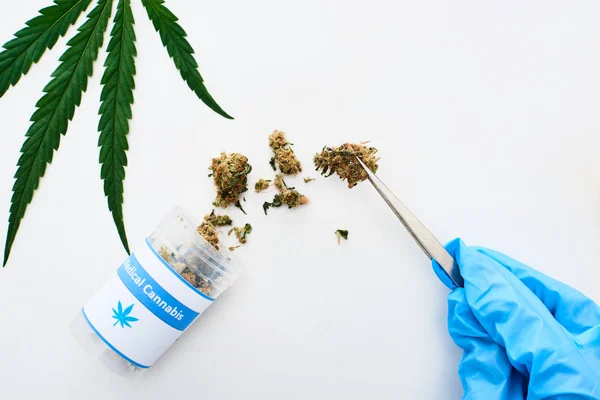 Vista recortada del doctor en guante azul sosteniendo cannabis medicinal con pinzas cerca de la hoja de marihuana sobre fondo blanco - foto de stock