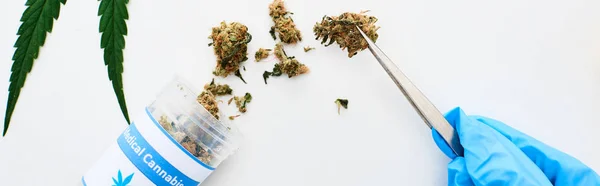 Vista recortada del doctor en guante azul sosteniendo cannabis medicinal con pinzas cerca de la hoja de marihuana sobre fondo blanco, tiro panorámico - foto de stock