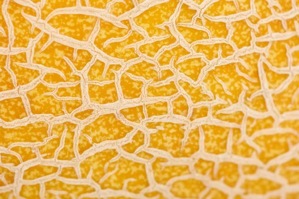 Close up view of textured yellow melon peel — Stock Photo