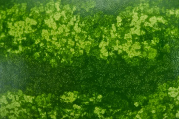 Close up view of green watermelon textured peel — Stock Photo
