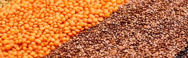 Tiro panorâmico de grãos de trigo mourisco torrado e lentilha vermelha — Fotografia de Stock